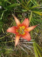 Lilium catesbaei image