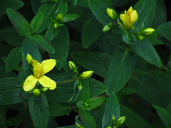 Hypericum graveolens