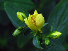 Hypericum graveolens