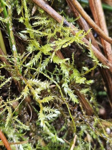 Rough-stalked feather-moss