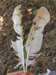 Tyto alba erlangeri