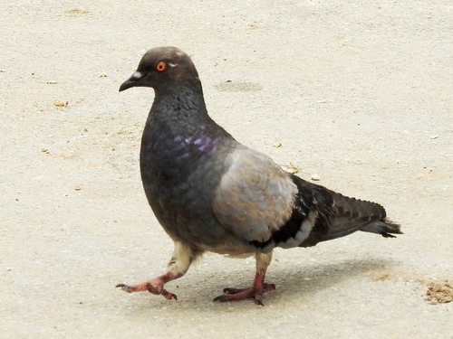 Feral Pigeon
