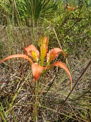 Lilium catesbaei image