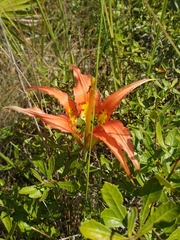 Lilium catesbaei image