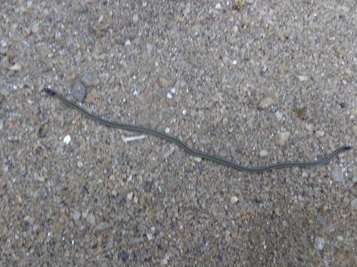 Congo Two-headed Snake