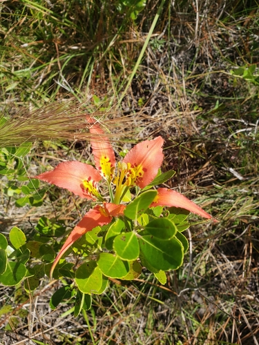 Liliaceae image