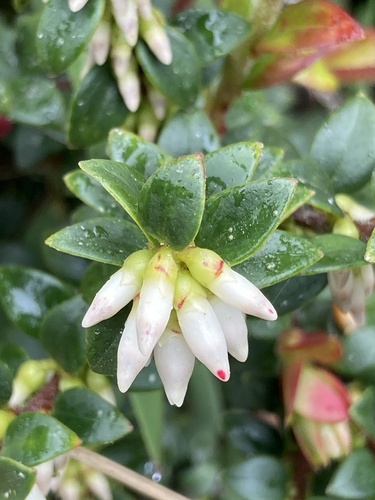 Disterigma alaternoides, photograph 3