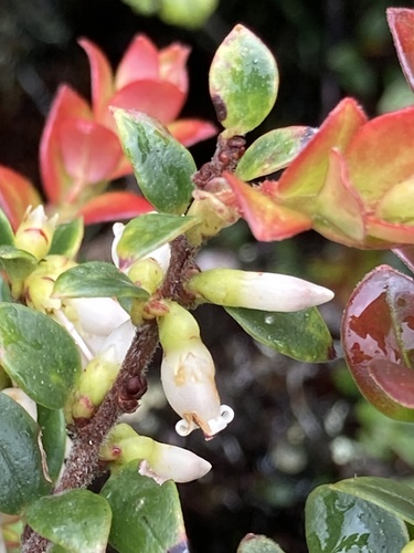 Disterigma alaternoides, photograph 5