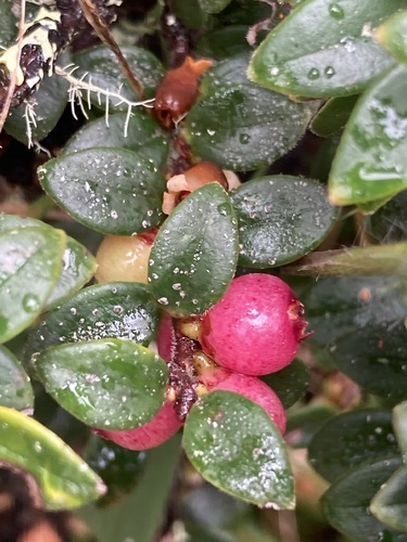 Disterigma alaternoides, photograph 6