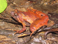 Microhyla berdmorei