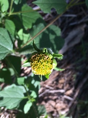 Tithonia thurberi