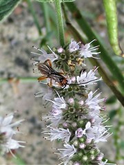 Hymenoptera