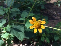 Tithonia thurberi