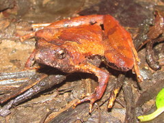 Microhyla berdmorei