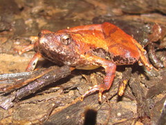Microhyla berdmorei