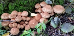 Pholiota