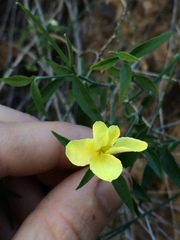 Haplophyton crooksii