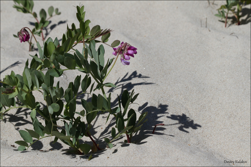 beach pea (Lathyrus japonicus)