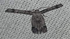 Phazaca interrupta
