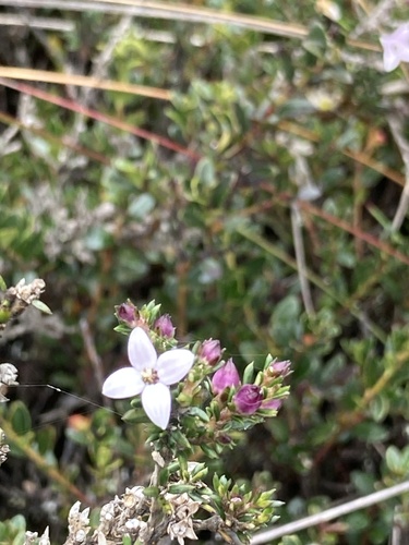 Arcytophyllum nitidum, photograph 5