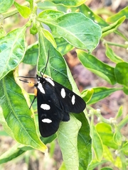 Androloma disparata