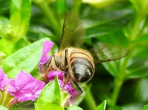 Western Honey Bee