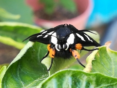 Androloma disparata