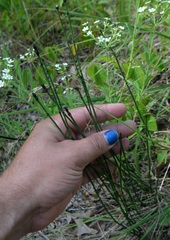 Equisetum variegatum