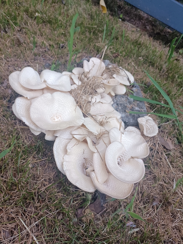 Lentinus squarrosulus · July 2025 · photo: © saskiachu (iNaturalist, cc-by)
