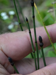 Equisetum variegatum