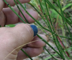 Equisetum variegatum