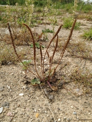 Plantago major