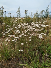 Achillea millefolium