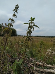 Urtica dioica