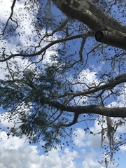 Enterolobium