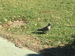 Streptopelia decaocto