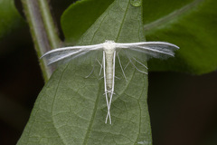 Pterophorus lacteipennis