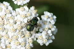 Neomyia viridescens