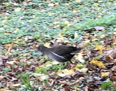 Gallinula chloropus