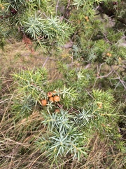 Juniperus