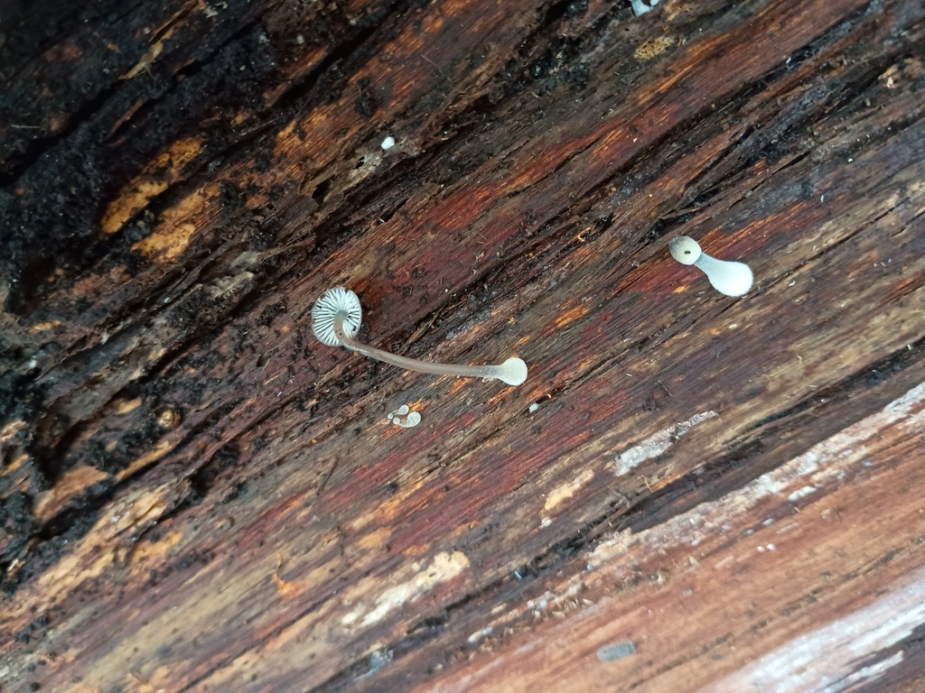 Mycena interrupta · June 2025 · photo: © grampianshiker (iNaturalist, cc-by)