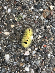 Calliteara pudibunda