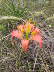 Lilium catesbaei image