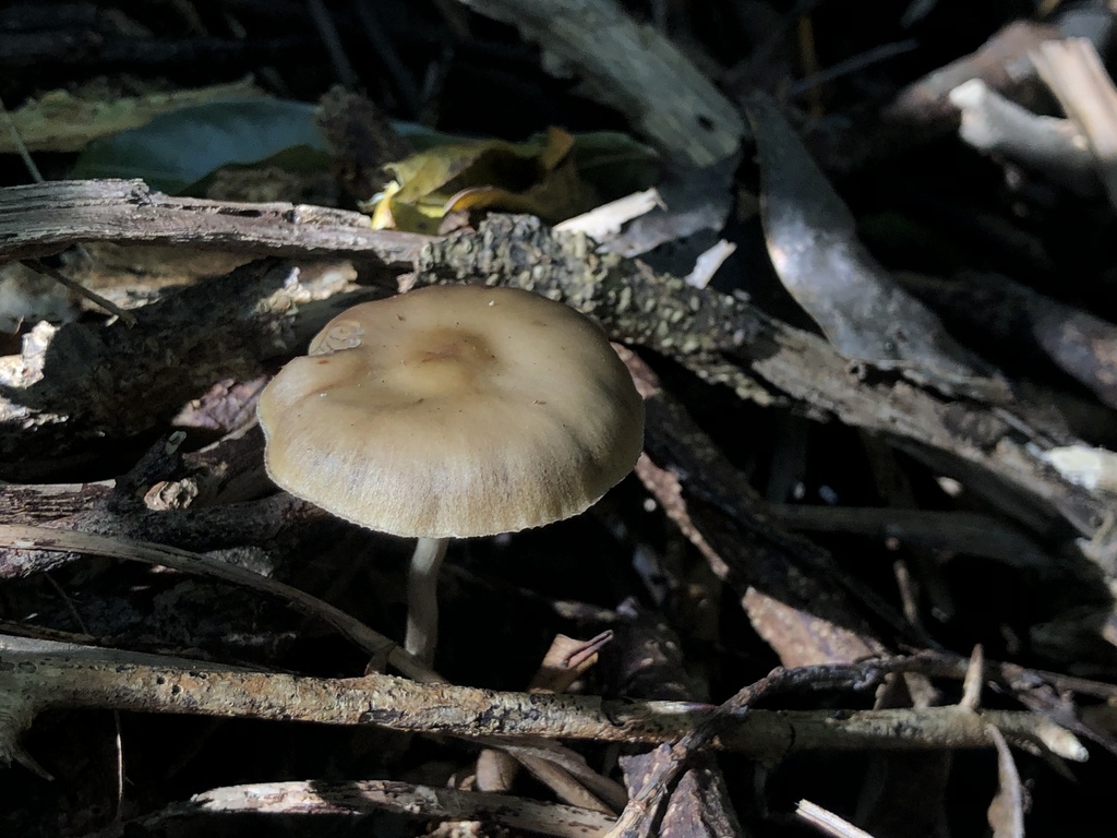Psilocybe subaeruginosa · July 2025 · photo: © samb0 (iNaturalist, cc-by)