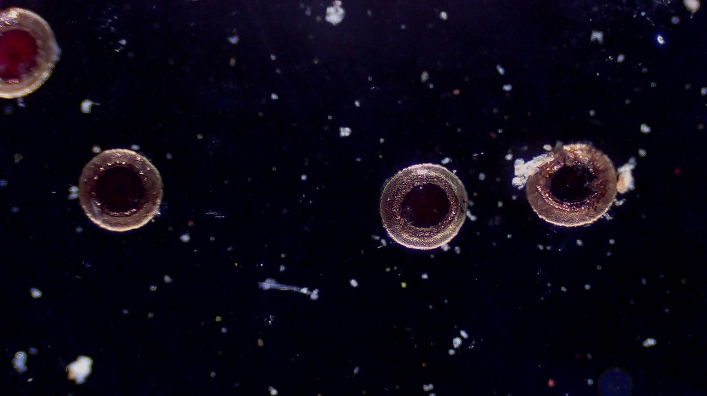 Stephanellidae