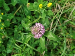 Trifolium pratense