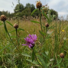 Centaurea jacea