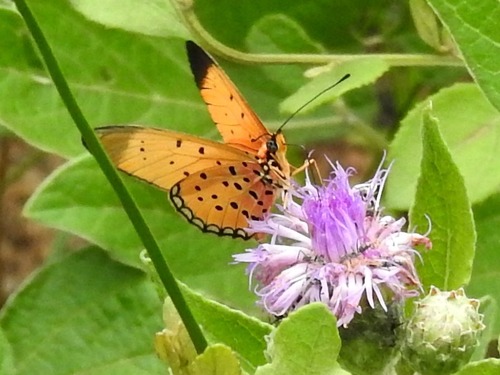 Black Tip Acraea