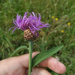 Centaurea jacea