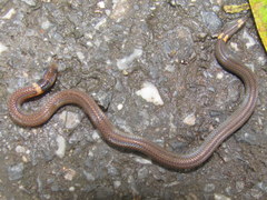 Calamaria pavimentata
